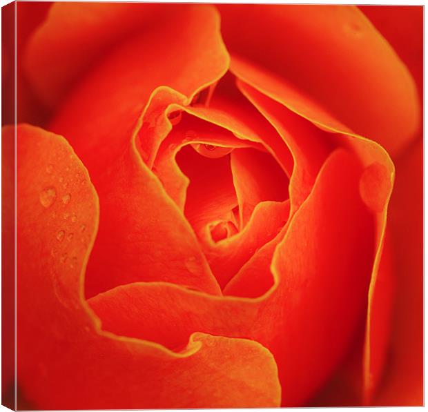 Autumn orange red rose Canvas Print by Mike Gorton