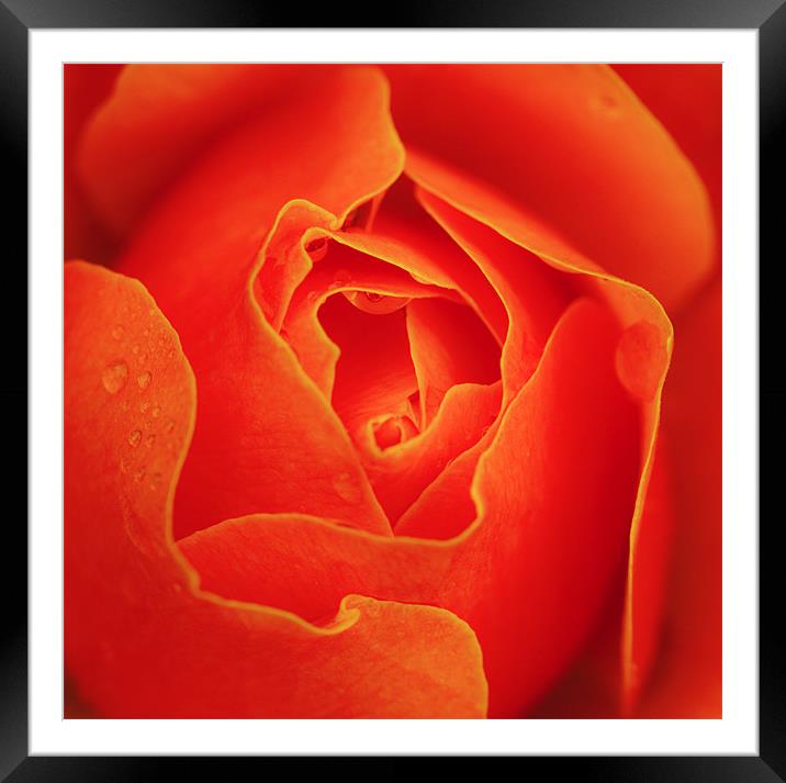 Autumn orange red rose Framed Mounted Print by Mike Gorton