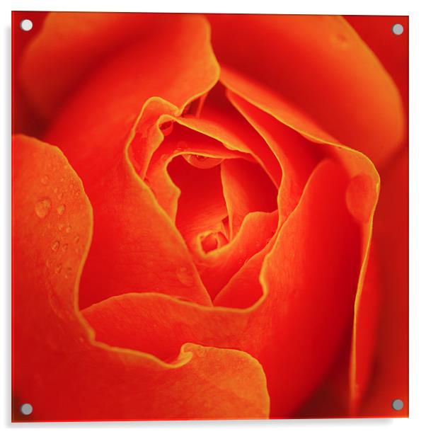 Autumn orange red rose Acrylic by Mike Gorton