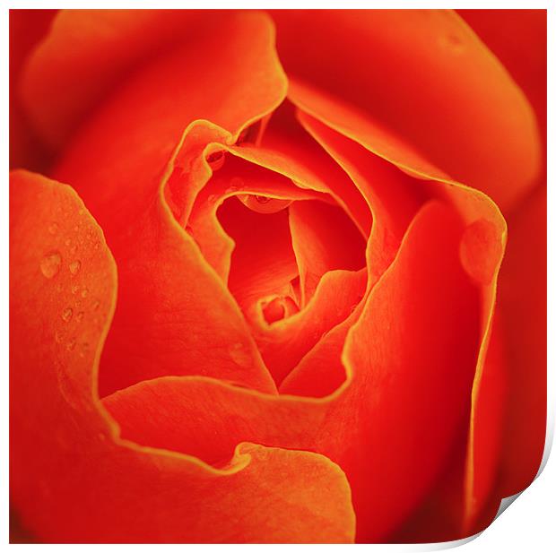 Autumn orange red rose Print by Mike Gorton