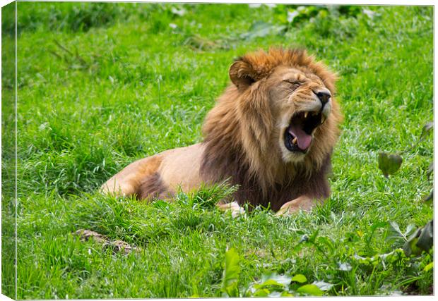  Sleepy Male Lion Canvas Print by Andy Heap