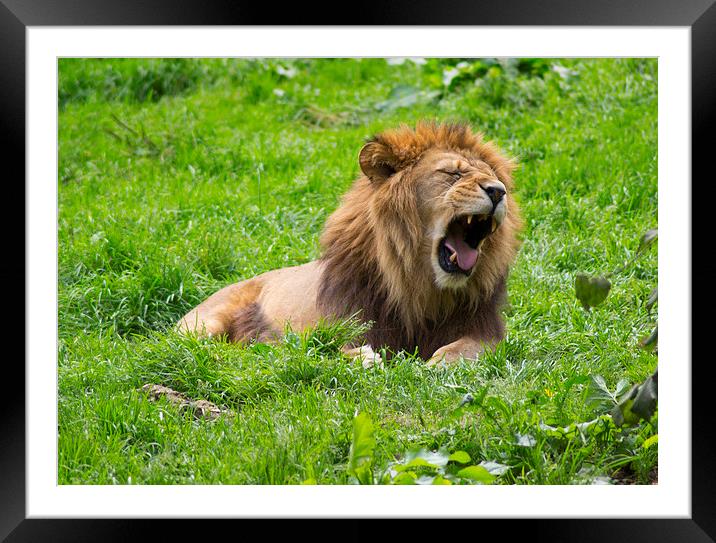  Sleepy Male Lion Framed Mounted Print by Andy Heap