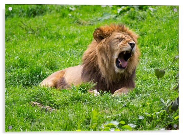  Sleepy Male Lion Acrylic by Andy Heap