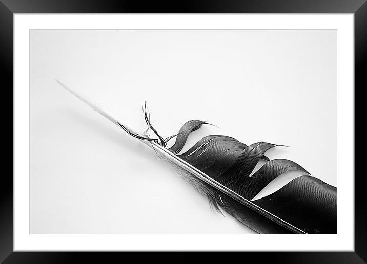  Feather Framed Mounted Print by Andy Heap