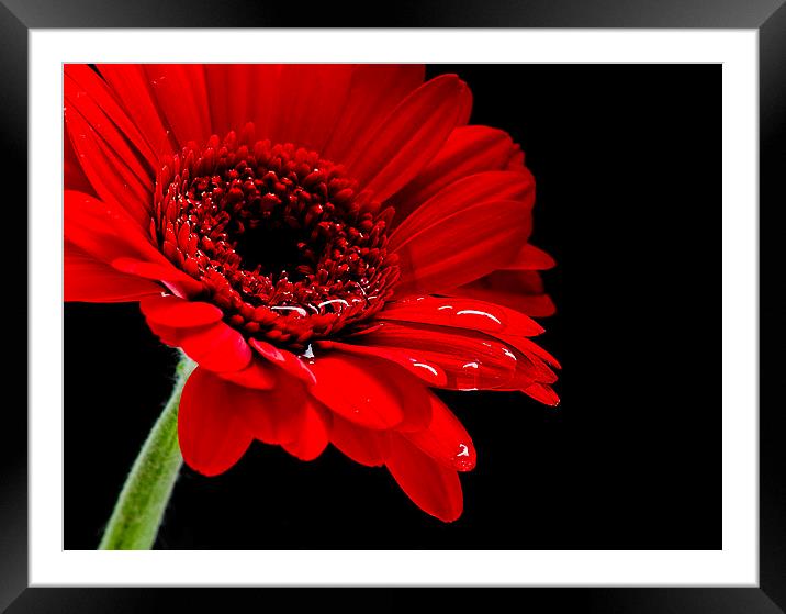  Big Red Flower Framed Mounted Print by Andy Heap