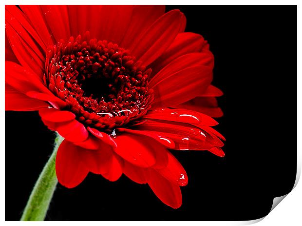  Big Red Flower Print by Andy Heap
