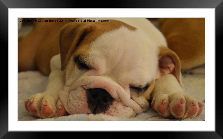  Sleeping Bulldog Puppy Framed Mounted Print by Lauren Boyce