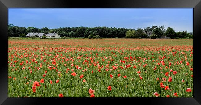  Field of Red Framed Print by Alan Whyte