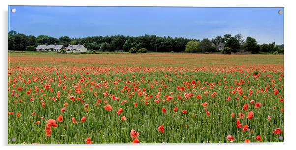  Field of Red Acrylic by Alan Whyte