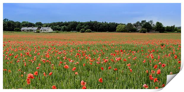  Field of Red Print by Alan Whyte