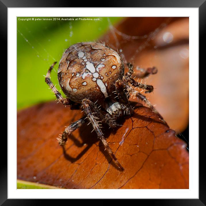  Arachnaphobia Framed Mounted Print by Peter Lennon