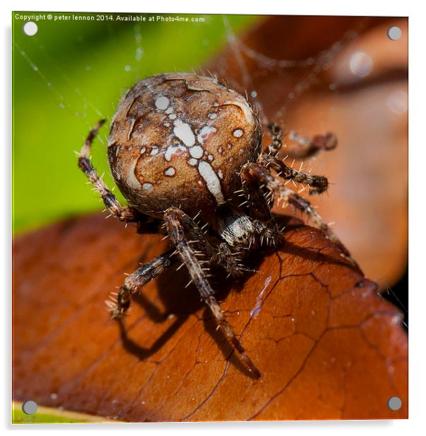  Arachnaphobia Acrylic by Peter Lennon
