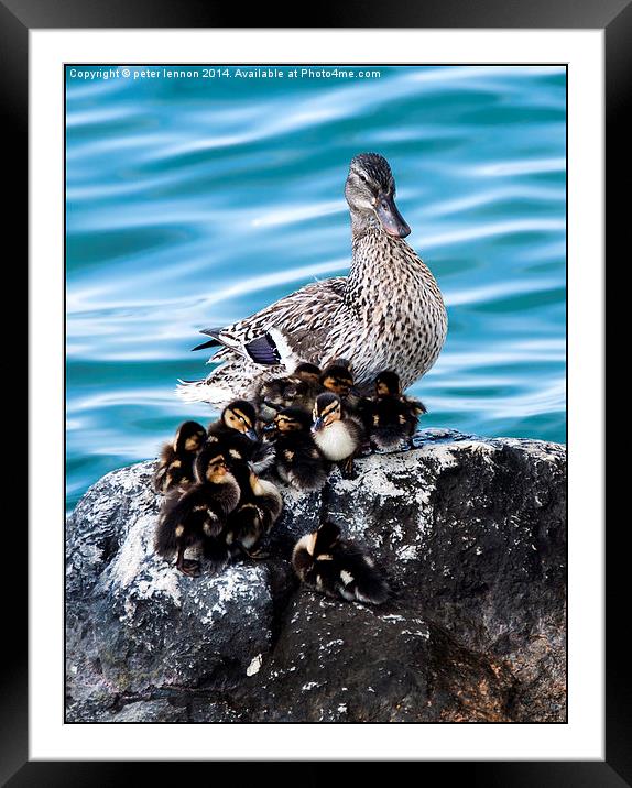  Maternal Duck Framed Mounted Print by Peter Lennon
