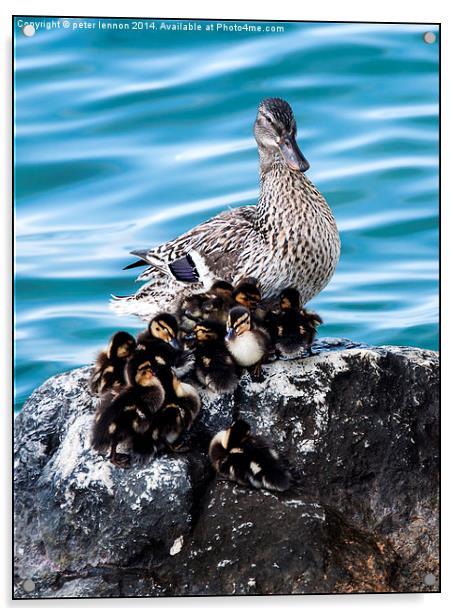  Maternal Duck Acrylic by Peter Lennon