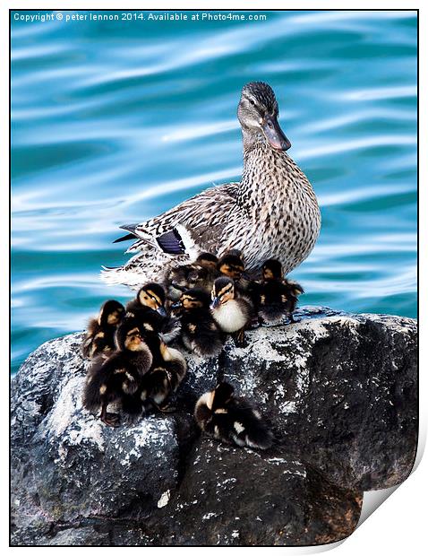  Maternal Duck Print by Peter Lennon