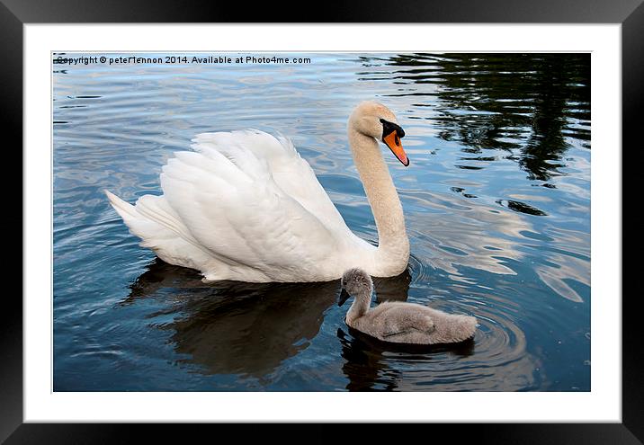 What Ugly Duckling? Framed Mounted Print by Peter Lennon