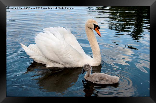 What Ugly Duckling? Framed Print by Peter Lennon