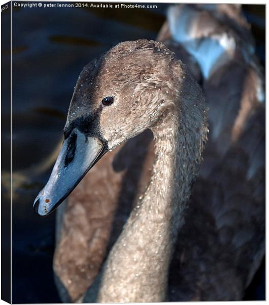  Less Of An Ugly Duckling! Canvas Print by Peter Lennon