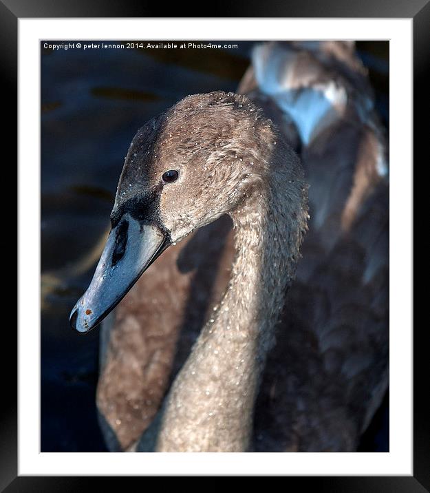  Less Of An Ugly Duckling! Framed Mounted Print by Peter Lennon