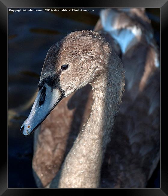  Less Of An Ugly Duckling! Framed Print by Peter Lennon