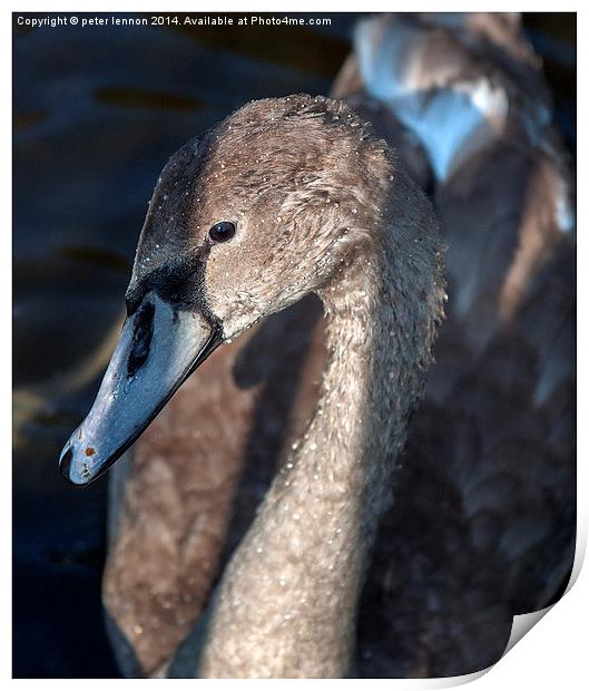  Less Of An Ugly Duckling! Print by Peter Lennon