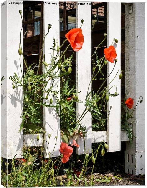Poppies and white fence. Canvas Print by David Hall