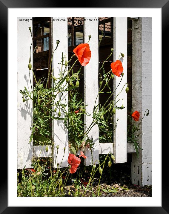 Poppies and white fence. Framed Mounted Print by David Hall