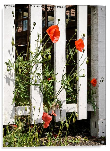 Poppies and white fence. Acrylic by David Hall