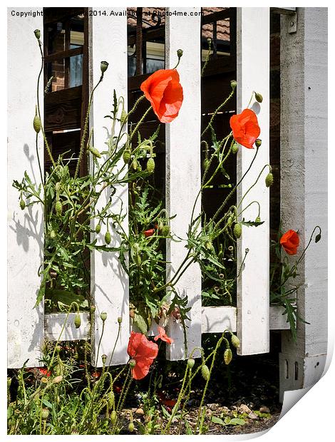 Poppies and white fence. Print by David Hall