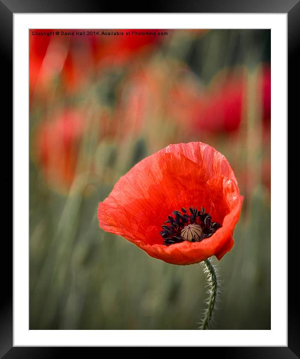  Close up of single poppy. Framed Mounted Print by David Hall
