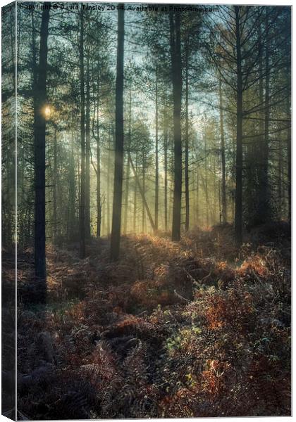  Misty Winter Woodland - I Canvas Print by David Tinsley