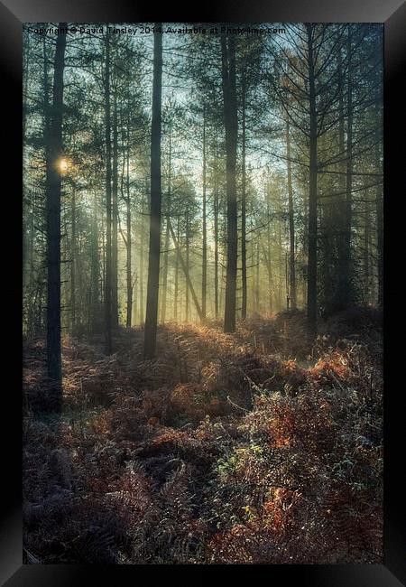  Misty Winter Woodland - I Framed Print by David Tinsley