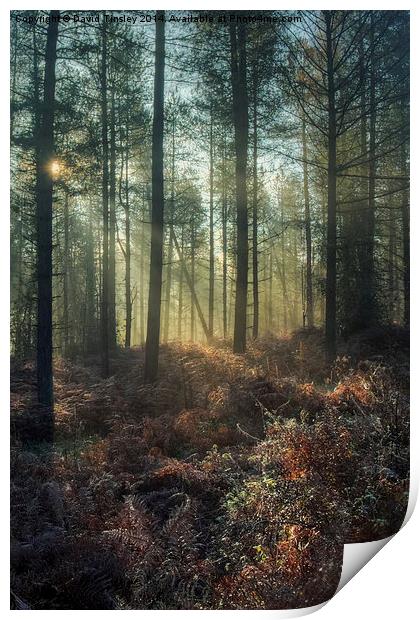  Misty Winter Woodland - I Print by David Tinsley
