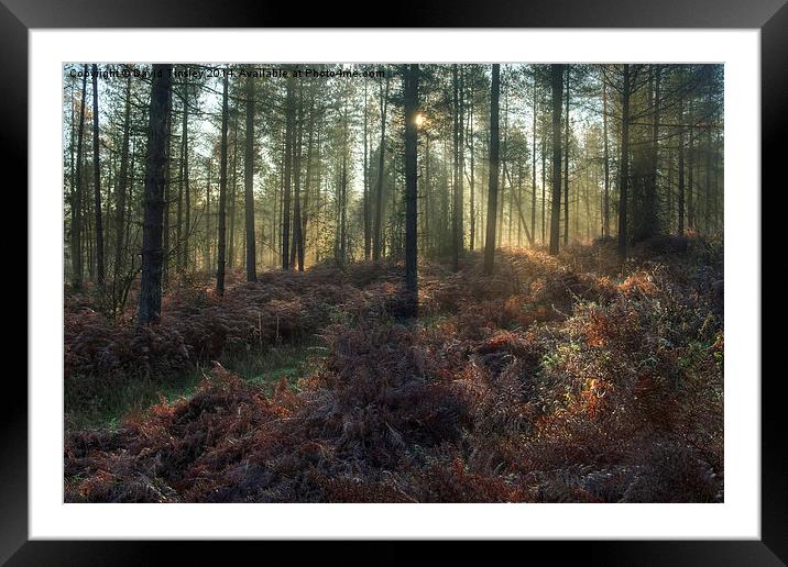  Misty Winter Woodland - II Framed Mounted Print by David Tinsley