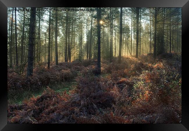  Misty Winter Woodland - II Framed Print by David Tinsley