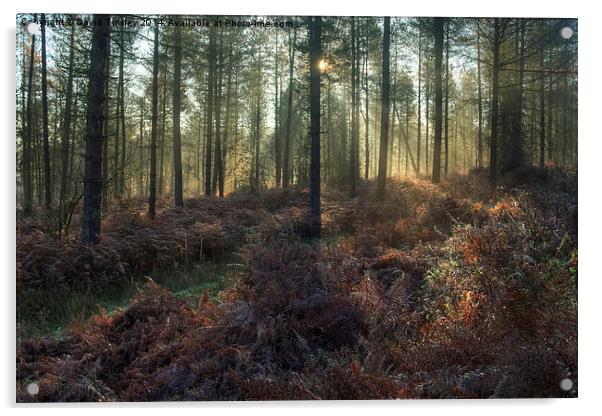  Misty Winter Woodland - II Acrylic by David Tinsley