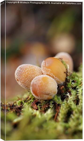 Forest Mushrooms Canvas Print by rawshutterbug 
