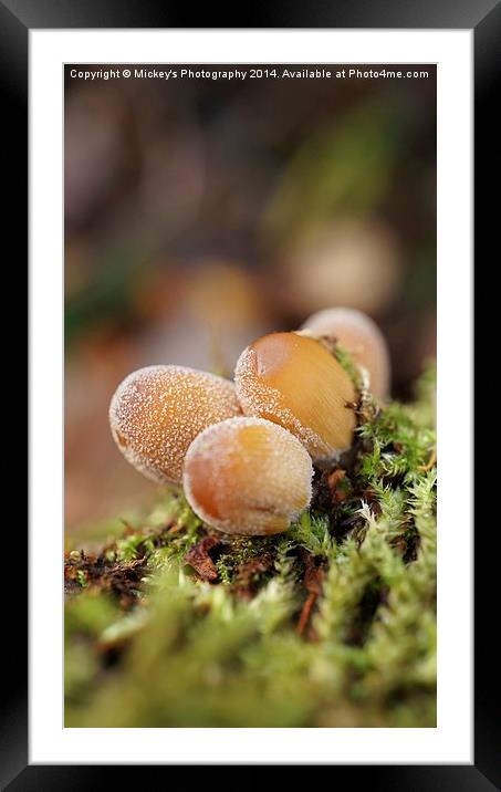 Forest Mushrooms Framed Mounted Print by rawshutterbug 