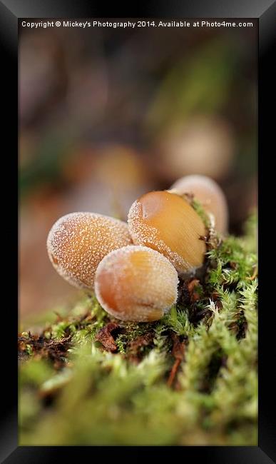 Forest Mushrooms Framed Print by rawshutterbug 