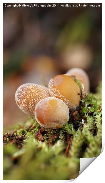 Forest Mushrooms Print by rawshutterbug 