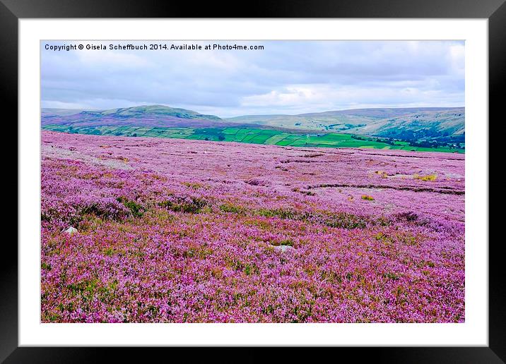  Heather in Bloom in Swaledale Framed Mounted Print by Gisela Scheffbuch