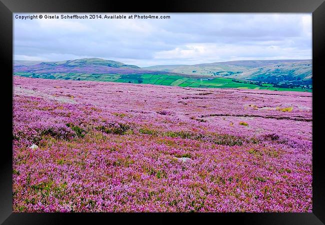  Heather in Bloom in Swaledale Framed Print by Gisela Scheffbuch