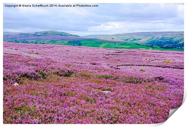  Heather in Bloom in Swaledale Print by Gisela Scheffbuch
