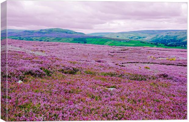   Heather in Bloom in Swaledale - Variation Canvas Print by Gisela Scheffbuch