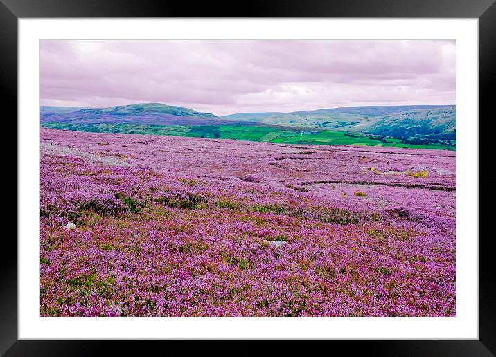   Heather in Bloom in Swaledale - Variation Framed Mounted Print by Gisela Scheffbuch