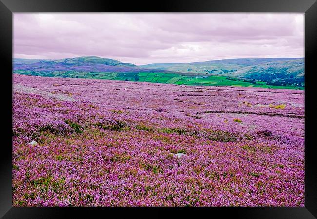   Heather in Bloom in Swaledale - Variation Framed Print by Gisela Scheffbuch
