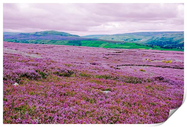  Heather in Bloom in Swaledale - Variation Print by Gisela Scheffbuch