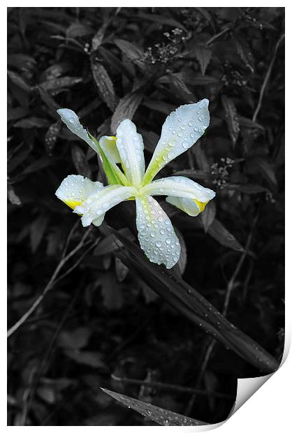 White Lily water droplets and black and white Print by Jonathan Evans