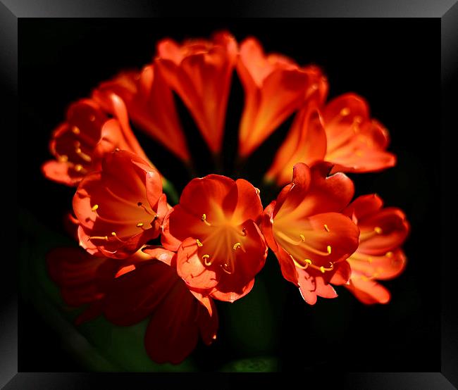 Red flowers high contrast black background  Framed Print by Jonathan Evans