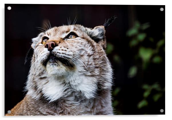  Eurasian lynx Acrylic by Alan Whyte